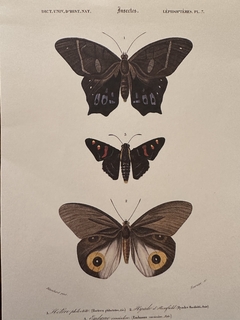 Borboleta 14