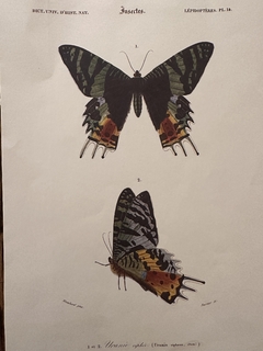 Borboleta 16