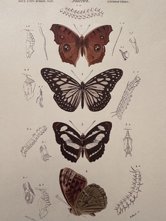 Borboleta 17