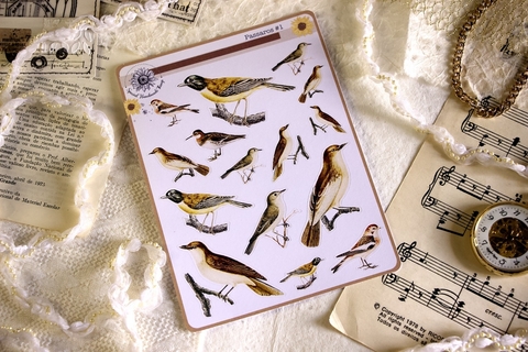 Cartela Pássaros #1 | Special Handmade Things