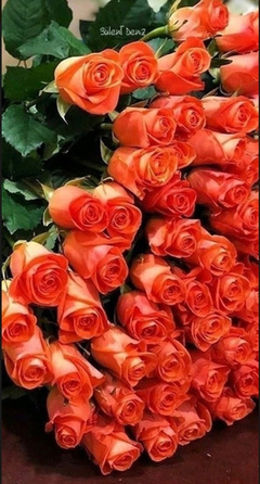 Ramos De 100 Rosas Floreria Cdmx Flores Df Arreglos Florales en internet