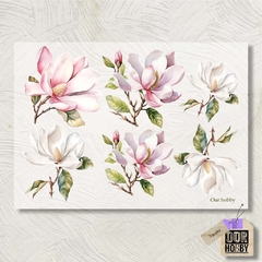Transfolex color (plancha) 024