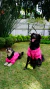 Tricô para Pet Mapocho Rosa na internet