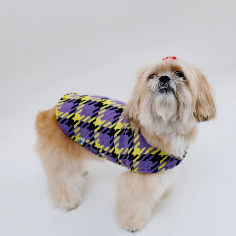 Capinha para pet Flocky - Tweed roxo e verde neon - comprar online