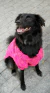 Tricô para Pet Mapocho Rosa - loja online