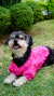 Tricô para Pet Mapocho Rosa