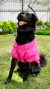 Tricô para Pet Mapocho Rosa - Pocotó | Seu Pet confortável e estiloso