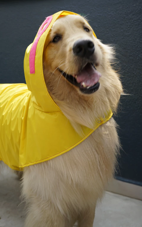 Capa de chuva para Pet - AMARELA - comprar online