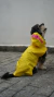 Capa de chuva para Pet - AMARELA - Pocotó | Seu Pet confortável e estiloso
