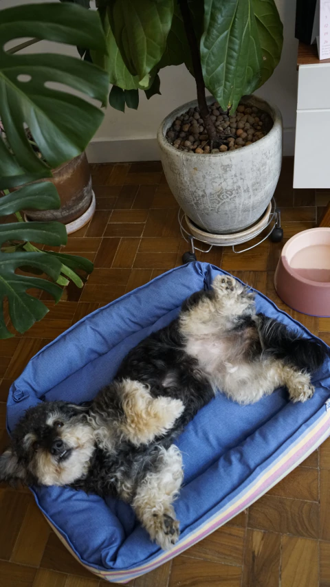 Cama para pet Acqua Tec listrada - comprar online