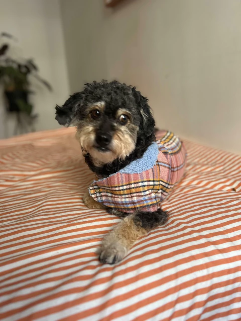 Capinha para pet Flocky - Xadrez tons rosa e azul - comprar online