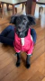Imagem do Capa de chuva para pet Sorvete com capuz - ROSA