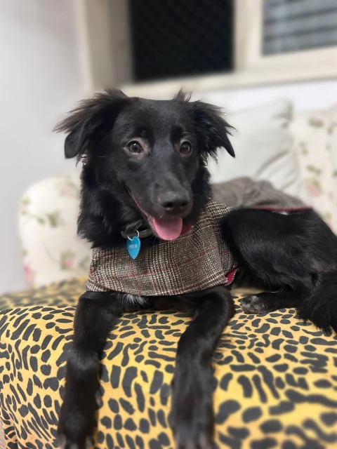 Capinha para pet Flocky - Xadrez Príncipe de Gales _MARROM - comprar online