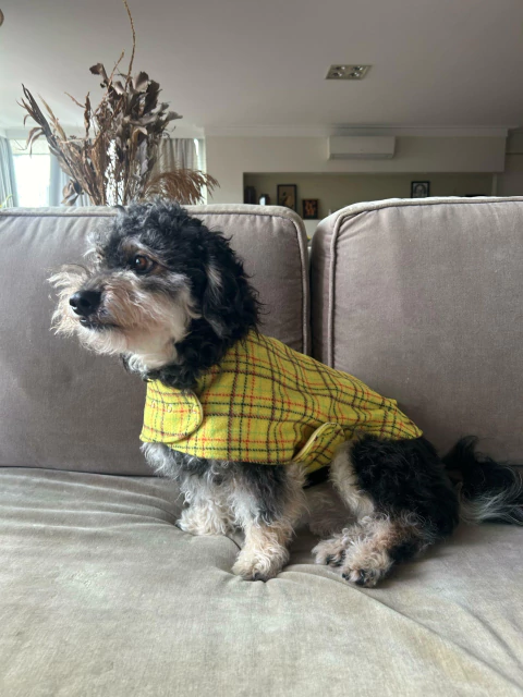 Capinha para pet Flocky 2.0 - Xadrez amarelo 100% Lã - comprar online