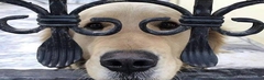 Banner da categoria Bigartes-Seu PET