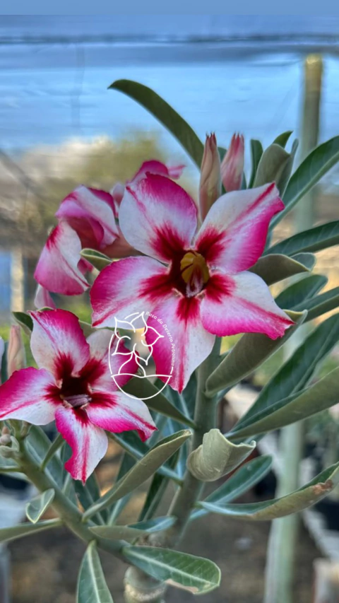 Rosa do Deserto- Rl 19 - comprar online