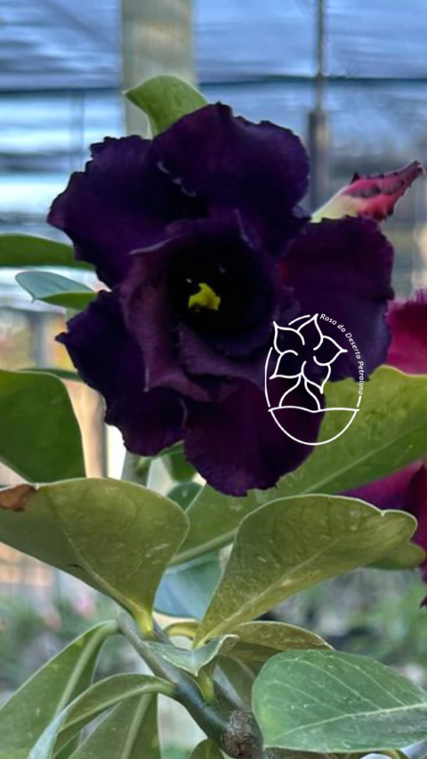 Rosa do Deserto-ADV 242 - comprar online