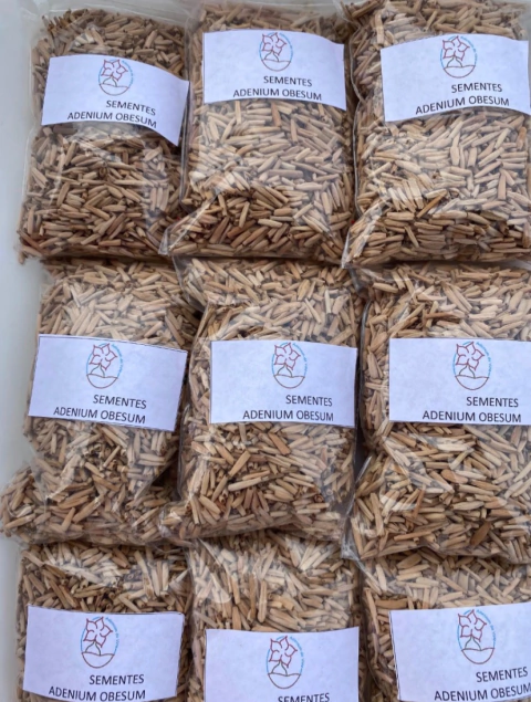 Semente para produção de porta-enxerto- 1.000 un