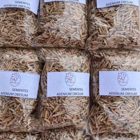 500 Sementes para floração simples ou produção cavalos