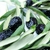 Turkish Black Olives - Tirilye Gemlik Olives 1000 gr - SEAZYTNN787