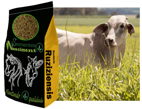 1kg Sementes de Brachiaria ruziziensis