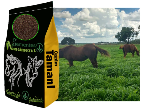 1kg Sementes de capim tamani