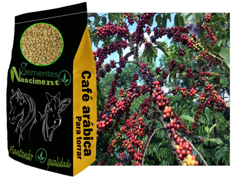 20kg Café Arabica Cru Em Grãos Café Limpo Para Torrar