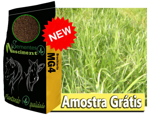 100g Amostra Grátis de Sementes de brachiaria MG4 para formar pastagem