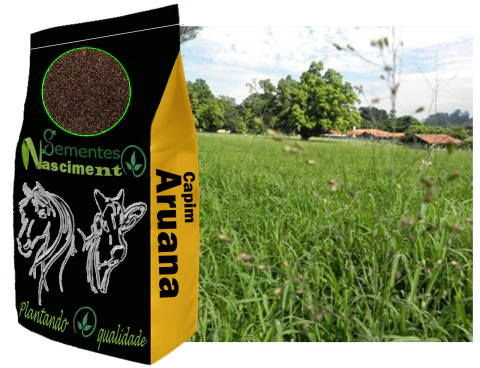 1kg Sementes de capim aruana para formar pastagem