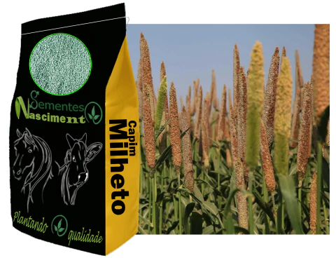 20kg Sementes de capim milheto incrustadas para pastagem