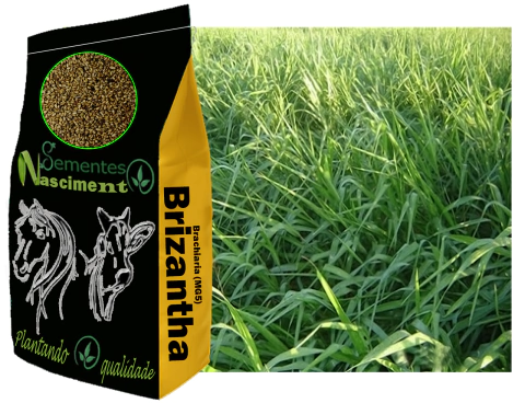 1kg Sementes de brachiaria brizantha MG5