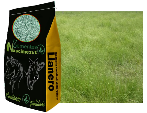 20kg Sementes de Brachiaria Humidicola dictioneura cv Llanero Incrustadas