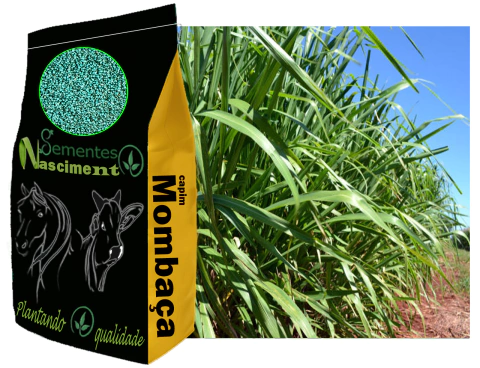 1kg Sementes de capim mombaça incrustada para formar pastagem