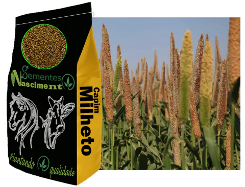 1kg Sementes de capim milheto para pastagem