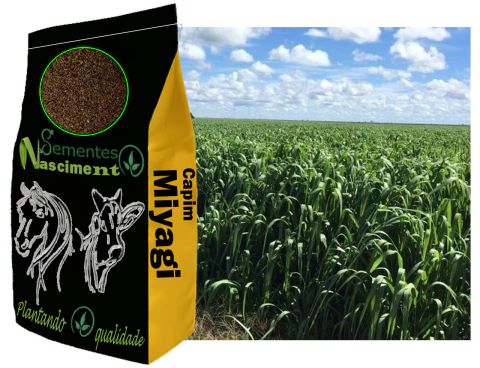 10kg Capim miyagui para formar pastagem otima para cavalos