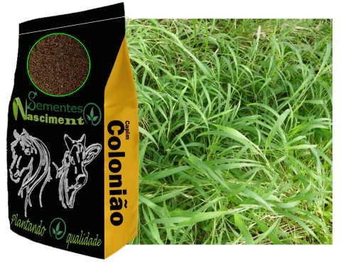 2kg Sementes de capim colonião resistente