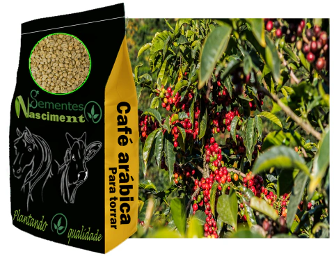 10kg Café Arabica Cru Em Grãos Café Limpo Para Torrar