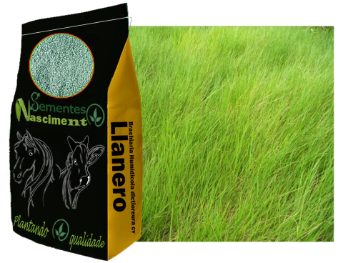 10kg Sementes de Brachiaria Humidicola dictioneura cv Llanero Incrustadas - comprar online