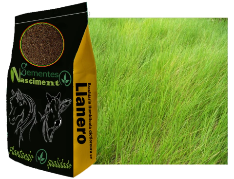 1kg Sementes de Brachiaria Humidicola dictioneura cv Llanero