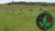 10kg Sementes de Brachiaria Humidicola dictioneura cv Llanero - comprar online