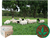 10kg Sementes de capim aruana para formar pastagem - Sementes Nascimento
