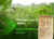 20kg Sementes de brachiaria decumbens - loja online