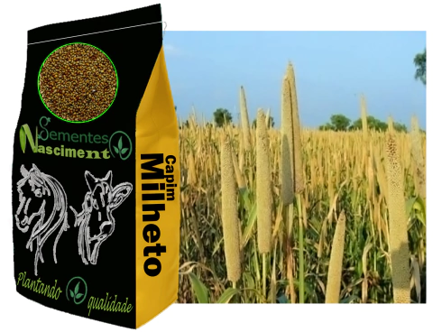 10kg Sementes de capim milheto para pastagem