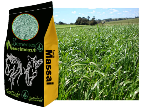 10kg Sementes incrustadas de capim massai