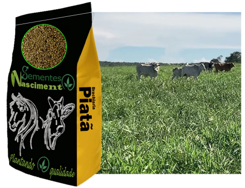 20kg Sementes de brachiaria Piatã