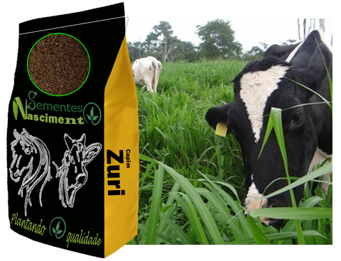 20kg Sementes de capim zuri para formar pastagem