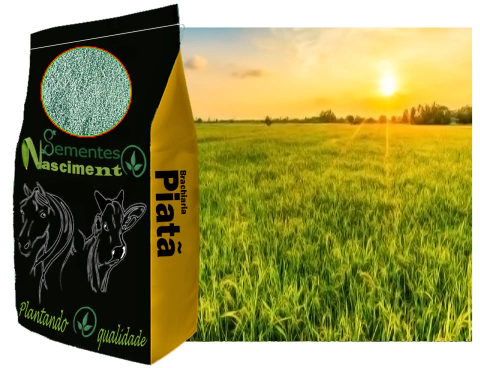 20kg Sementes incrustadas de brachiaria Piatã