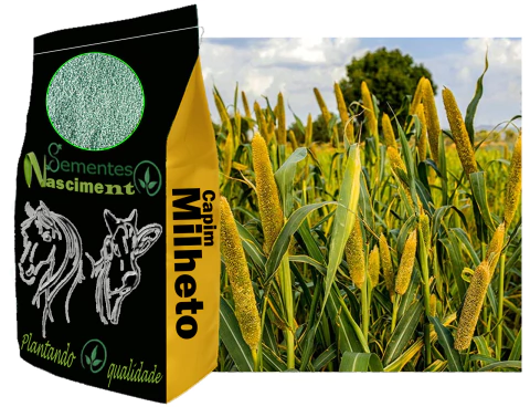 1kg Sementes de capim milheto incrustadas para pastagem - comprar online