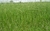 20kg Sementes de Brachiaria Humidicola dictioneura cv Llanero - loja online