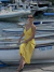 Vestido Iracema - comprar online